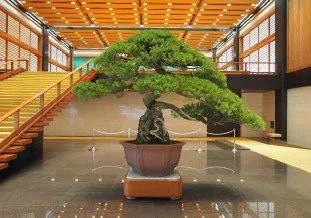 五葉松の盆栽