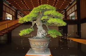 黒松の盆栽
